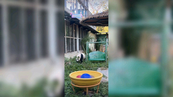 今天过节能看到萌兰不容易