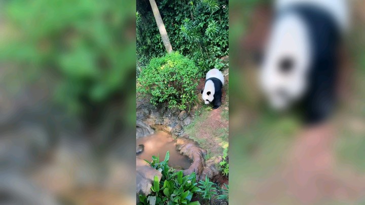大熊猫吃饱开始标记领地