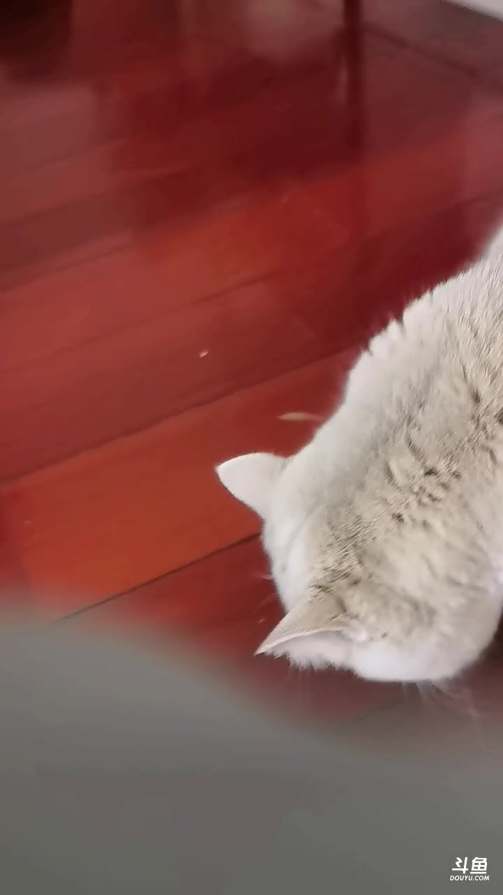 【2023-10-02 12点场】As童话话话：猪猪睡觉，咪咪代播