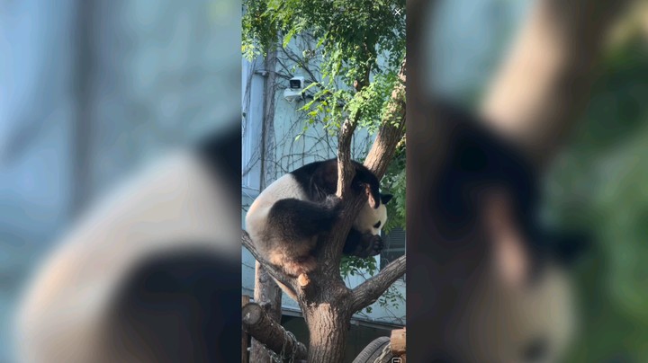难得一见大熊猫萌兰爬树