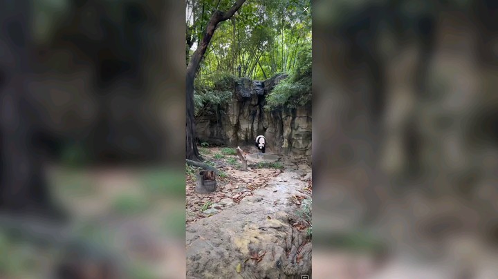 大熊猫吃下午茶快乐啊