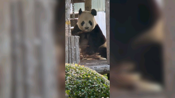 大熊猫一大早吃竹笋快乐