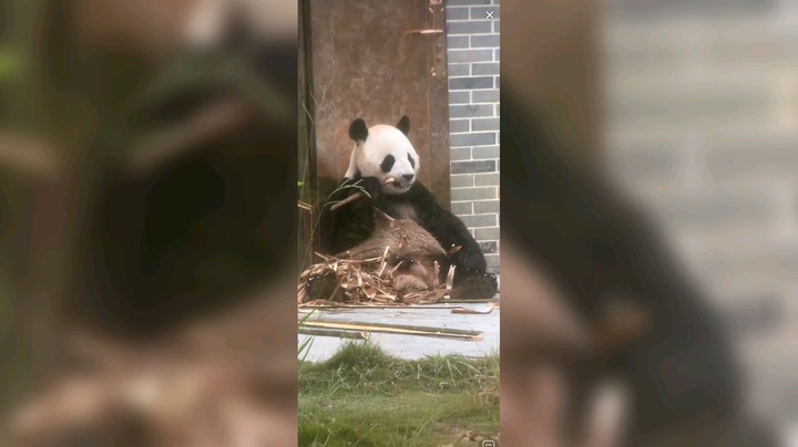 大熊猫吃完竹笋还要吃
