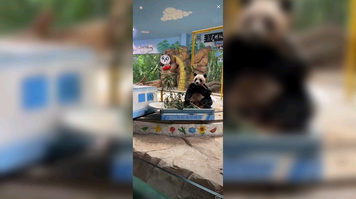 大熊猫酷酷每天坐火车吃竹子