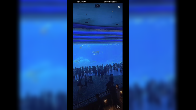 放假来海洋馆看鱼