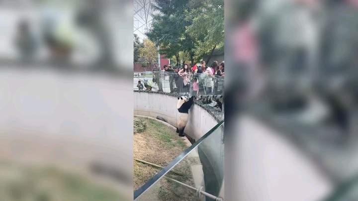 大熊猫问游客要吃的