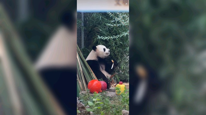 大熊猫萌兰好可爱啊