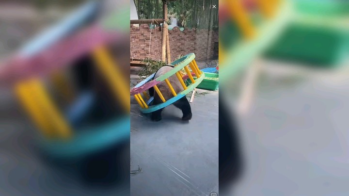 大熊猫咬轮子玩