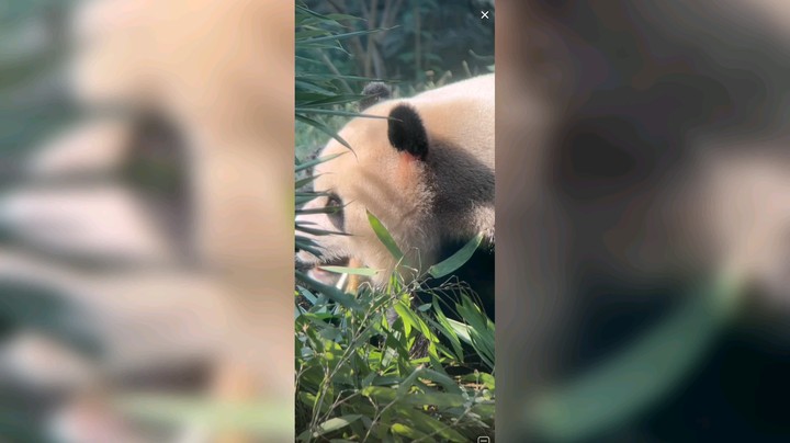 大熊猫吃的开心