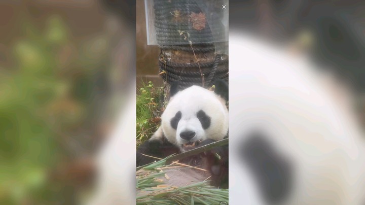 大熊猫吃竹子好香