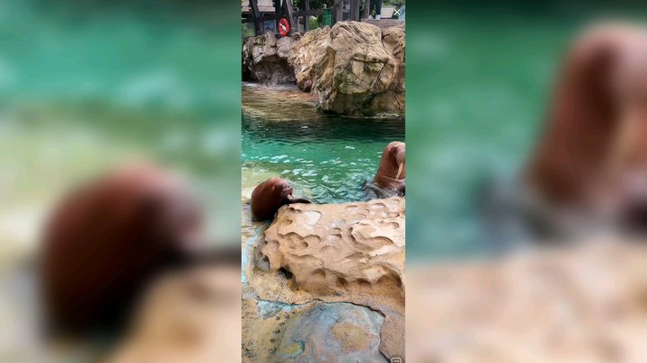 海象挺可爱的，出生就一百斤