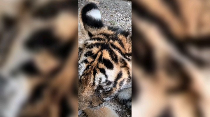 小老虎休息玩耍好快乐