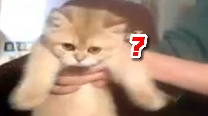虎虎在房间里乱窜！林老师提问，猫拐弯的时候怎么都要刨那么几下呀，跟猫和老鼠里面的tom一样