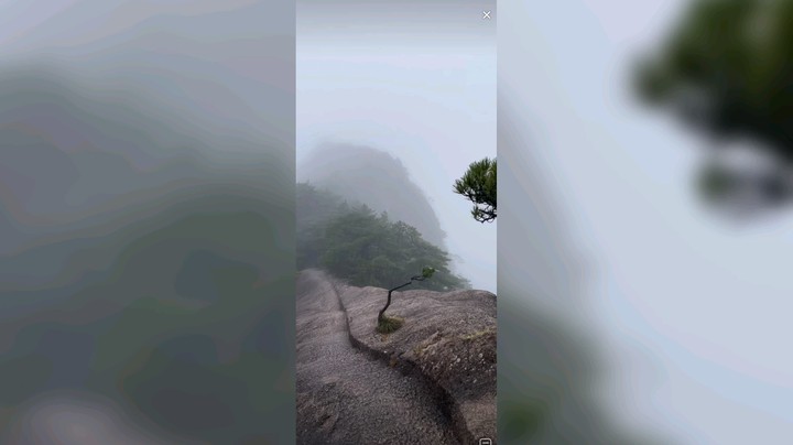 在黄山看到石头上的小松树