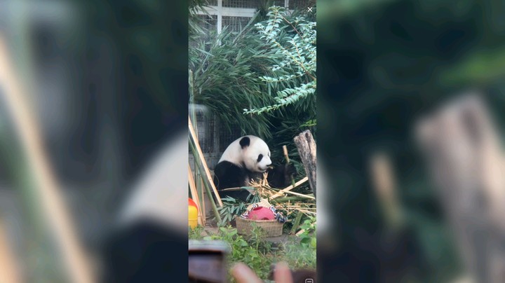 大熊猫萌兰一大早吃竹子