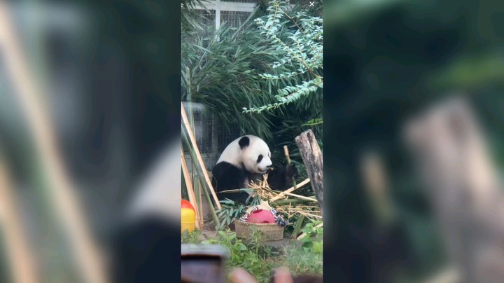 大熊猫吃竹子好悠哉，萌兰没有火车坐