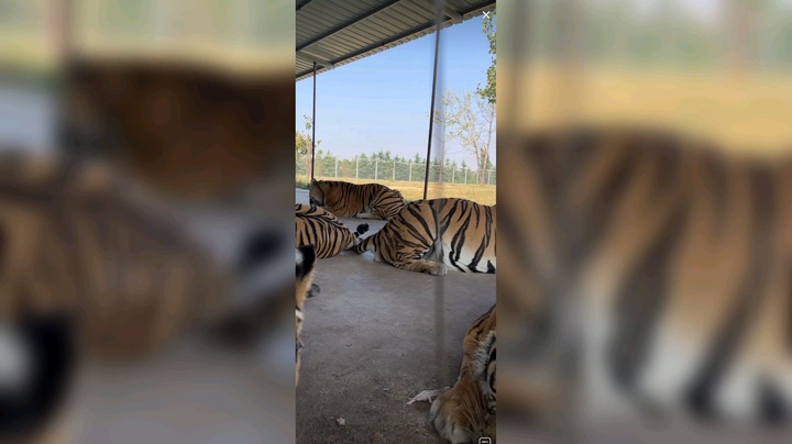 老虎每天发呆等吃肉