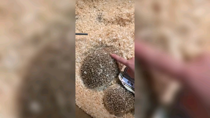 刺猬和兔子都喜欢睡觉，黄金蛙好像面包蟹