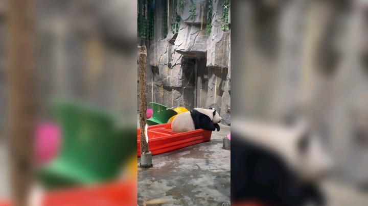 大熊猫坐船上睡觉