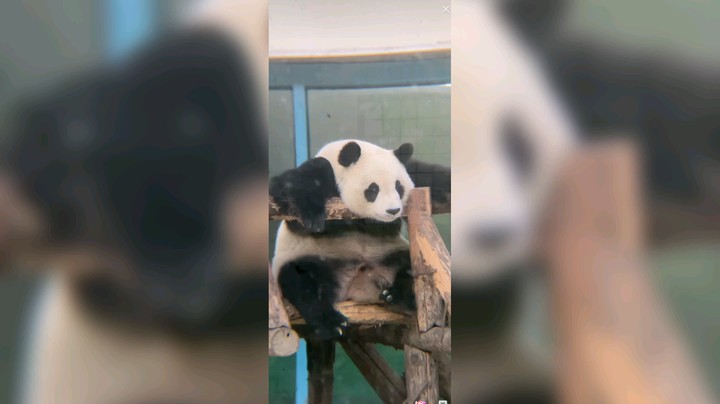 大熊猫吃饱坐着发呆