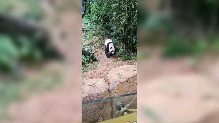 大熊猫帅帅散步