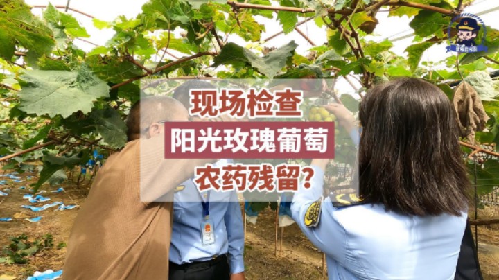#现场检查 “阳光玫瑰”泡药水？检测结果来了！#你点我检 #农药残留 #阳光玫瑰 #食品安全