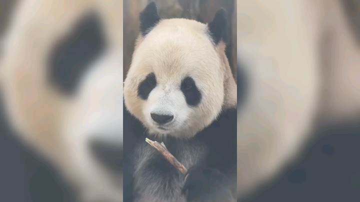 大熊猫吃的好香