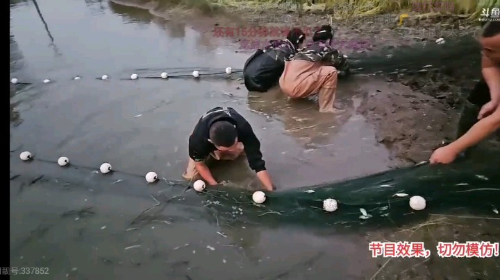 女主播抓鱼，结果很多泥土拉不动