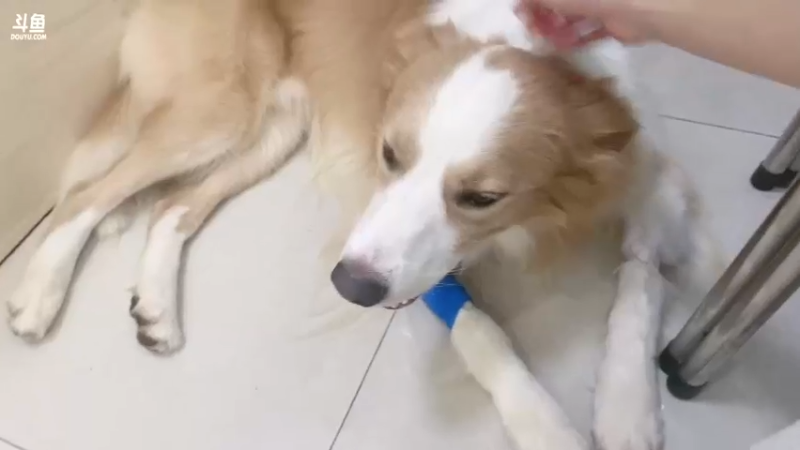 【2023-10-10 10点场】了憨憨UwU：带狗做绝育，下午正常直播
