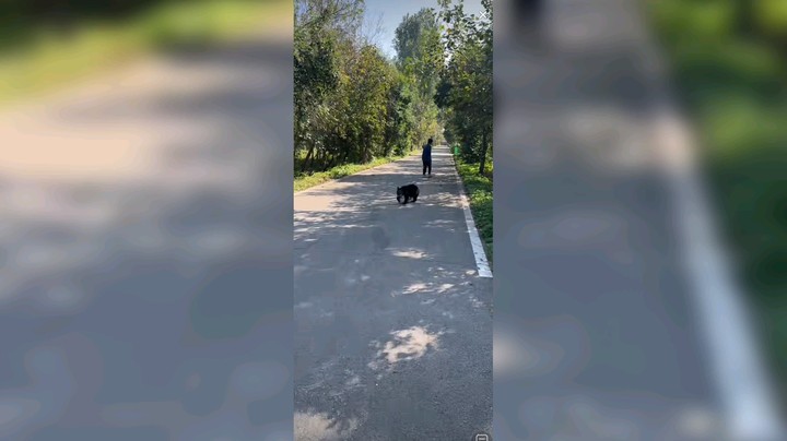 别人遛狗，你遛熊，厉害的