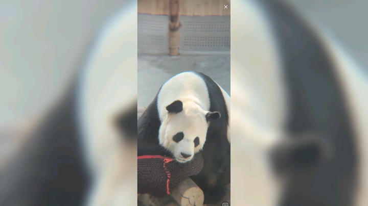 大熊猫吃饱就睡，快乐