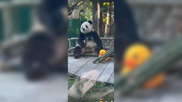 大熊猫坐着吃好香好治愈