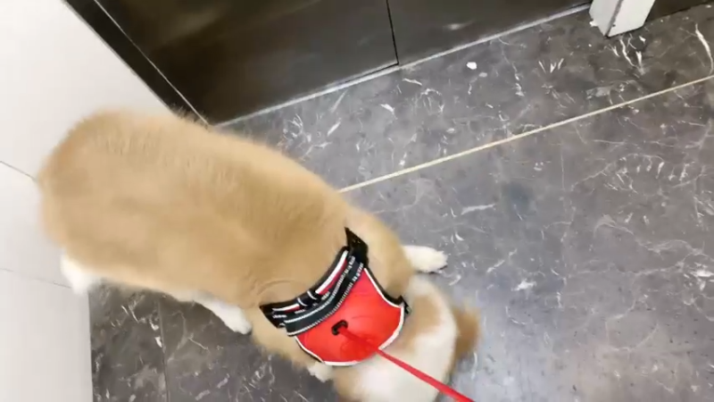【2023-10-11 08点场】了憨憨UwU：我只能是欧皇了憨憨