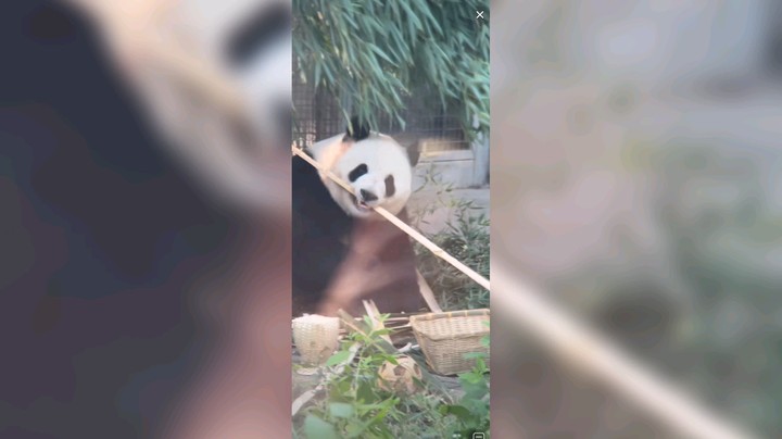 萌兰吃的快乐啊