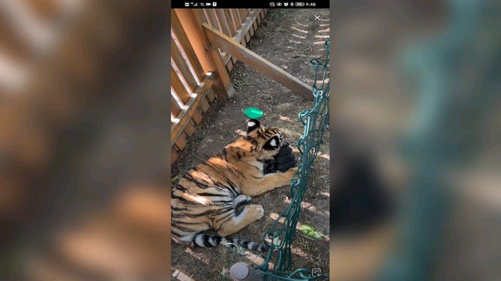 小老虎玩的不亦乐乎