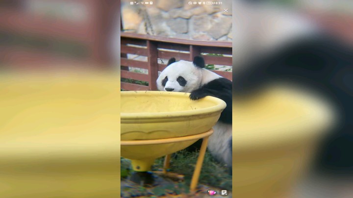 大熊猫吃饱就玩好快活