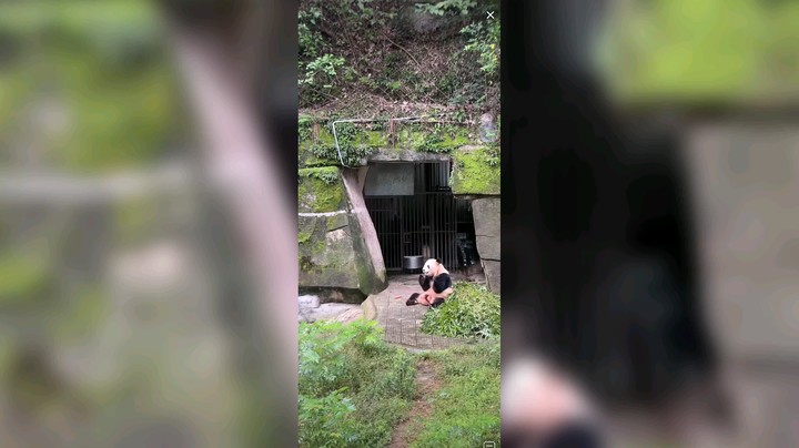 大熊猫吃的好香