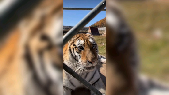 说老虎坏话，老虎有意见的