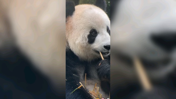 大熊猫吃竹子优雅