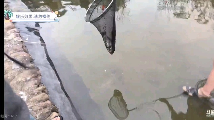 博哥等人又去抓鱼