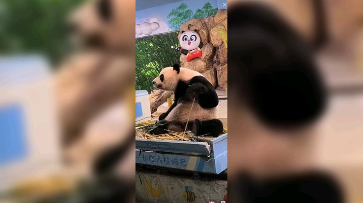 大熊猫好可爱