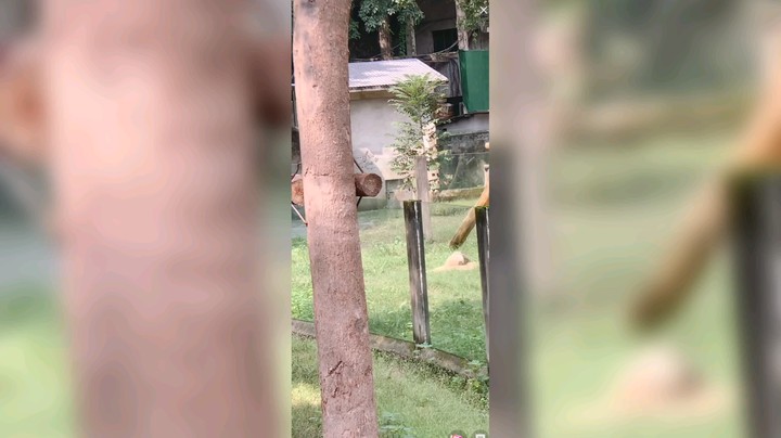 几个月大的大熊猫出来晒太阳