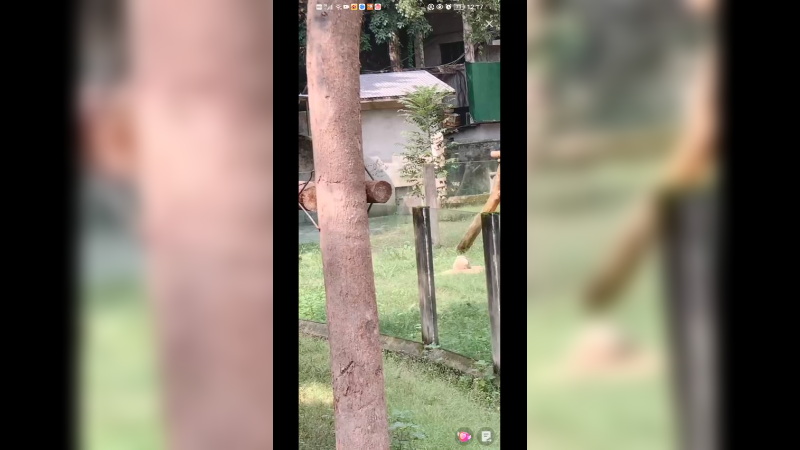 几个月大的大熊猫出来晒太阳