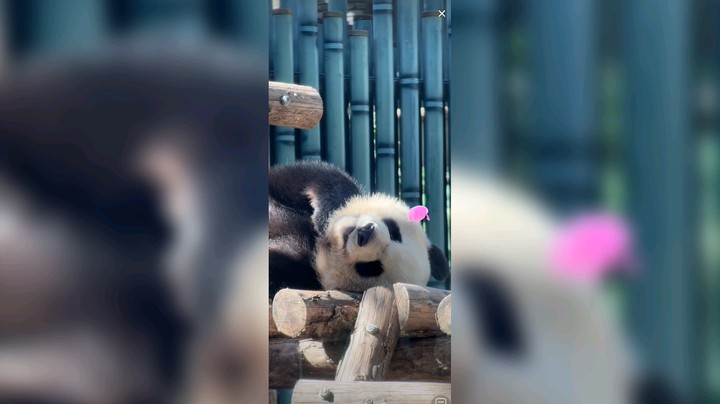 大熊猫吃饱就睡