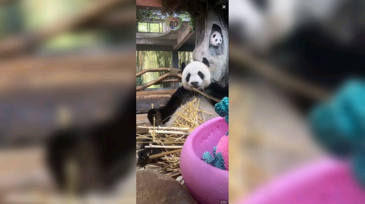 大熊猫吃竹子好快乐