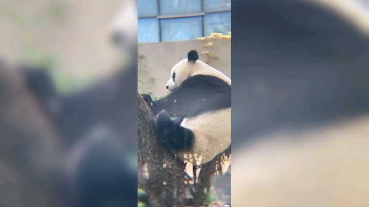 大熊猫吃饱发呆好悠哉
