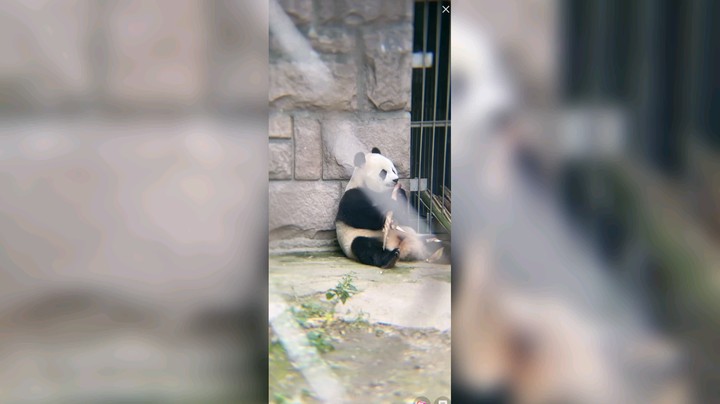 小大熊猫吃竹笋好可爱啊