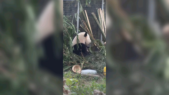 大熊猫萌兰吃竹子