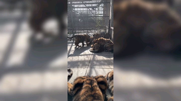 老虎出来晒太阳