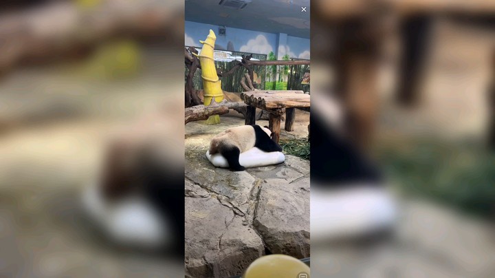 大熊猫抱着冰块凉快